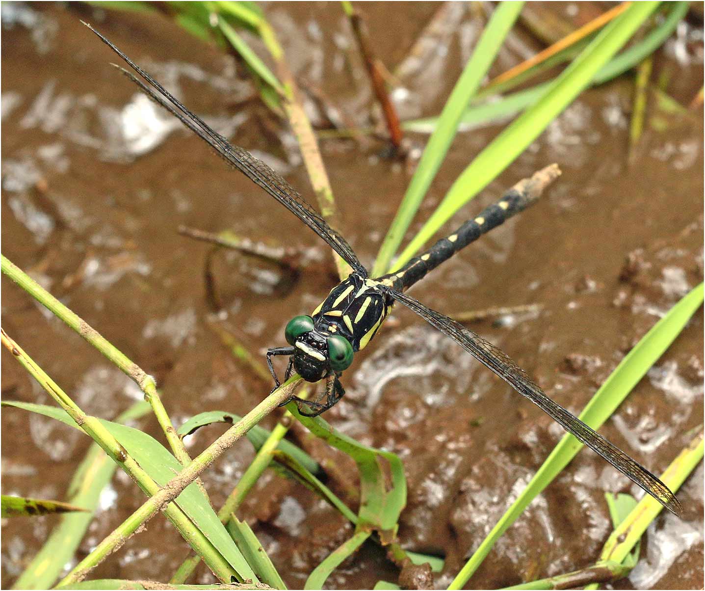 Fukienogomphus prometheus femelle, Vietnam, Cuc Phuong, 15/06/2018