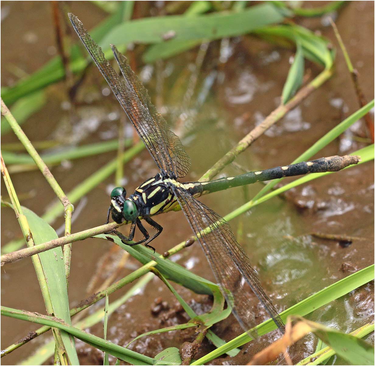 Fukienogomphus prometheus femelle, Vietnam, Cuc Phuong, 15/06/2018