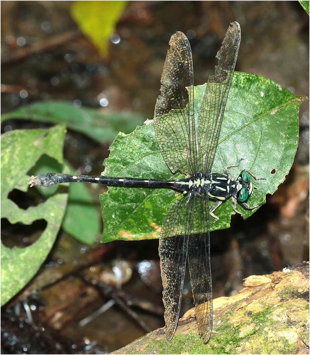 Fukienogomphus prometheus mâle, Vietnam, Cuc Phuong, 15/06/2018