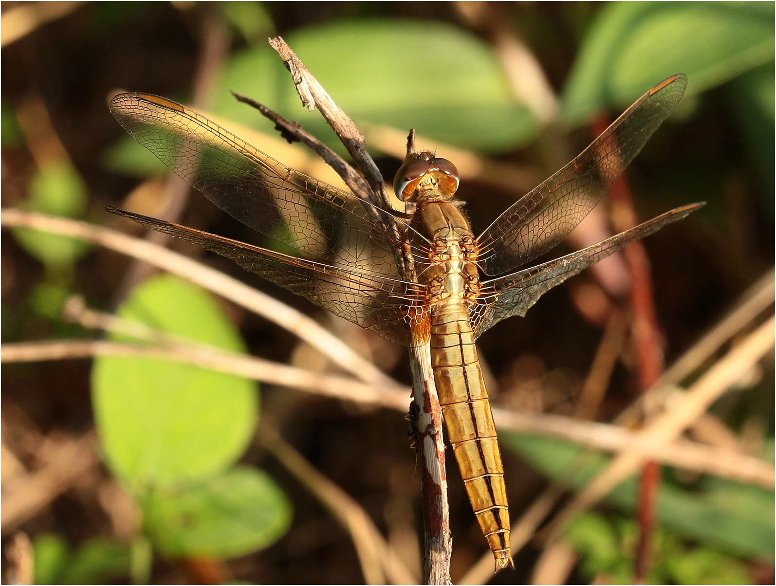 Crocothemis servilia femelle, Vietnam, Cuc Phuong, 13/06/2018