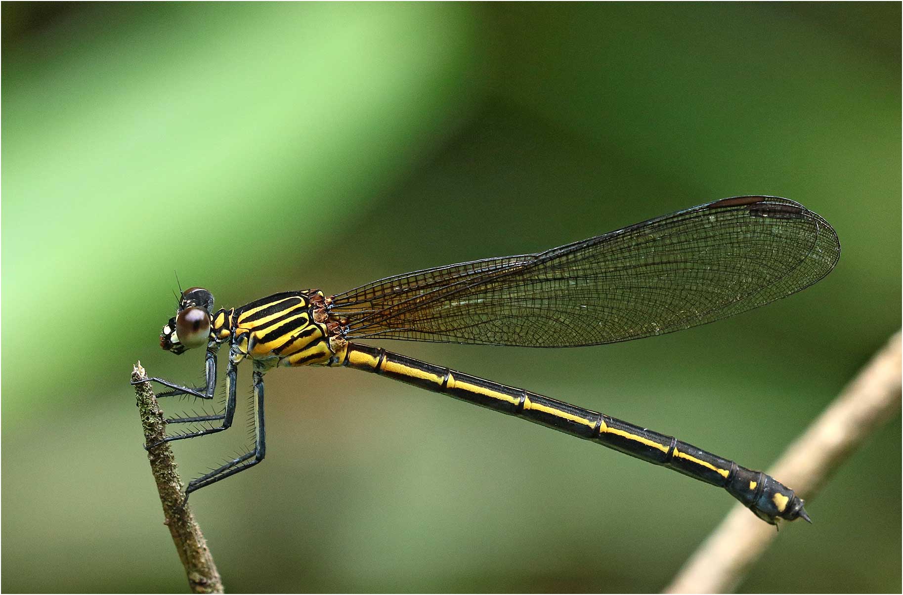 Euphaea ochracea femelle, Vietnam, Khau Pha, 10/06/2018