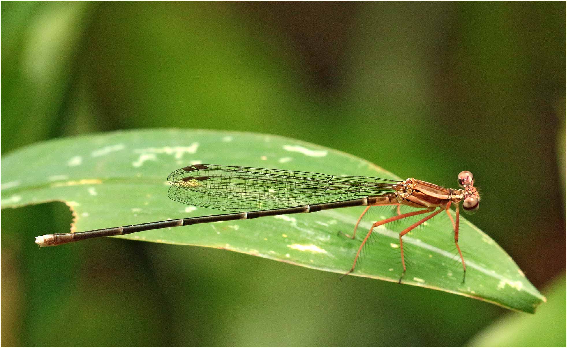 Pseudocopera ciliata femelle, Vietnam, Cuc Phuong, 14/06/2018