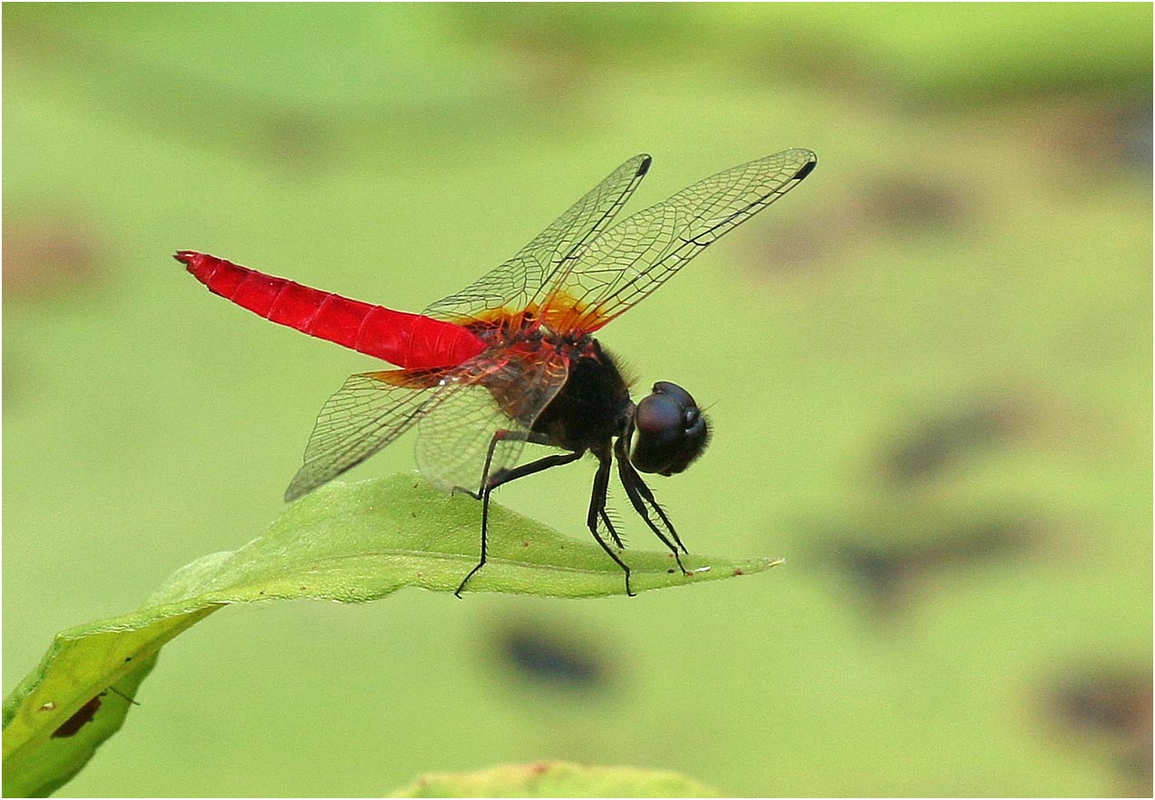 Aethriamanta brevipennis, Vietnam, Van Long, 15/06/2018