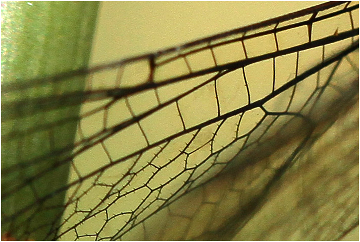 Epines sur l'aile d'une Femelle Aeshna mixta, France, Etang de Péronne, 20/09/2015