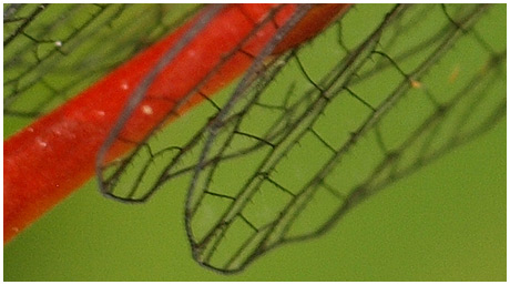 Epines cuticulaires sur l'aile d'un Ceriagrion tenellum.