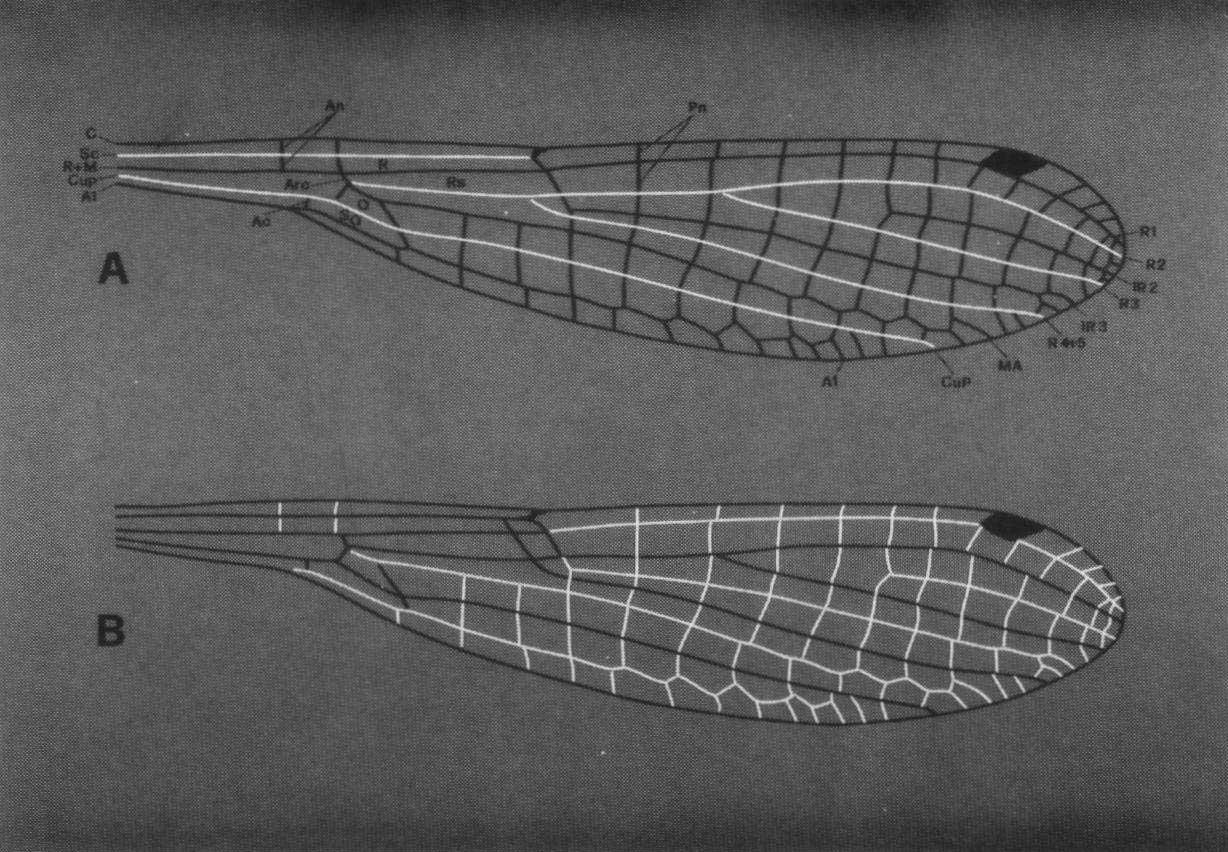Distribution des épines courtes et longues sur les ailes des zygoptères, Andrea & Carfi, Odonatologica, 1988.