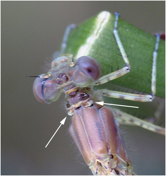 Erythromma lindenii femelle émergente, tubérosités du thorax, France (49), 18/05/2008