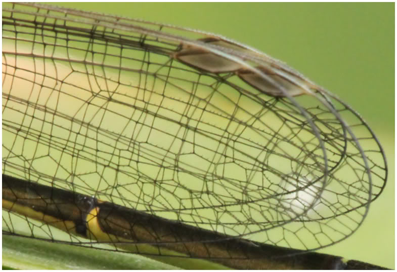 Mise en évidence des épines des ailes, Ischnura elegans, France, Beaupréau, 06/2011