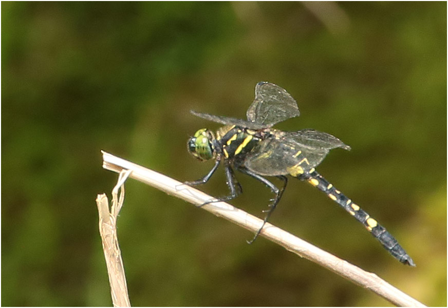 Onychothemis testacea mâle, Vietnam, Tam Dao, 02/06/2018