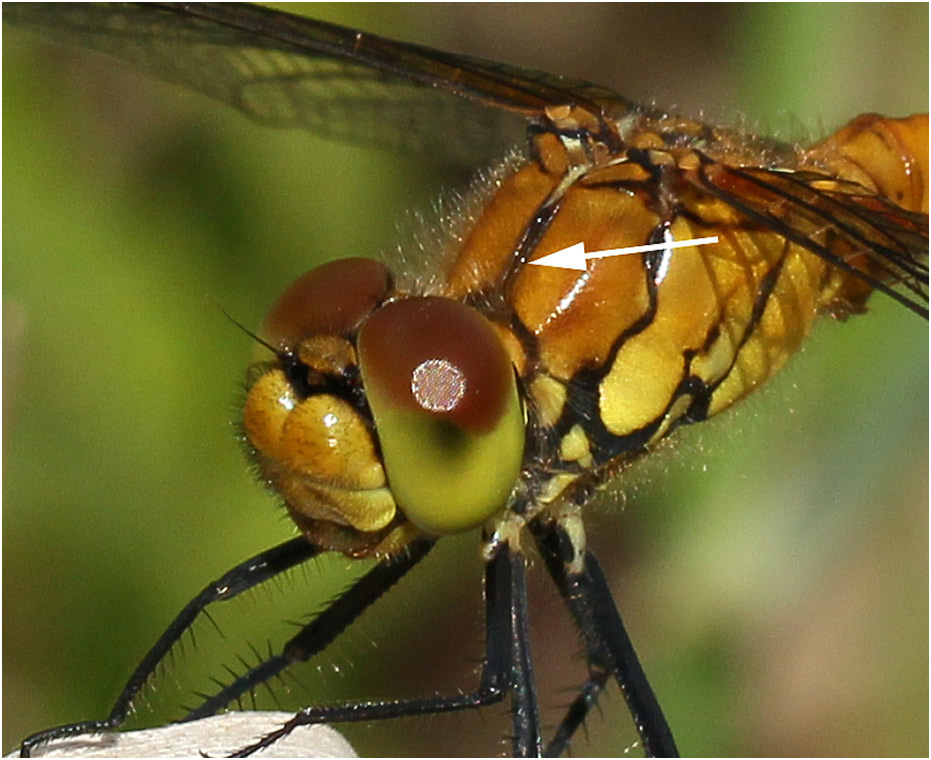 Sympetrum sanguineum mâle immature, Chanteloup les bois (France - 49), 22/05/2011