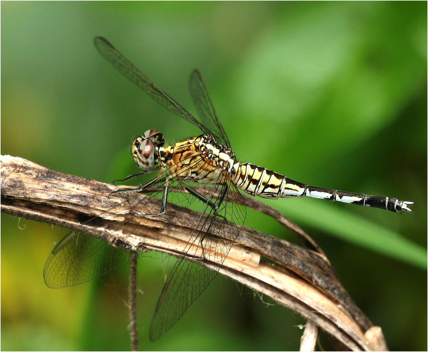 Acisoma variegatum femelle, Ethiopie, lac Chamo, 23/10/2018