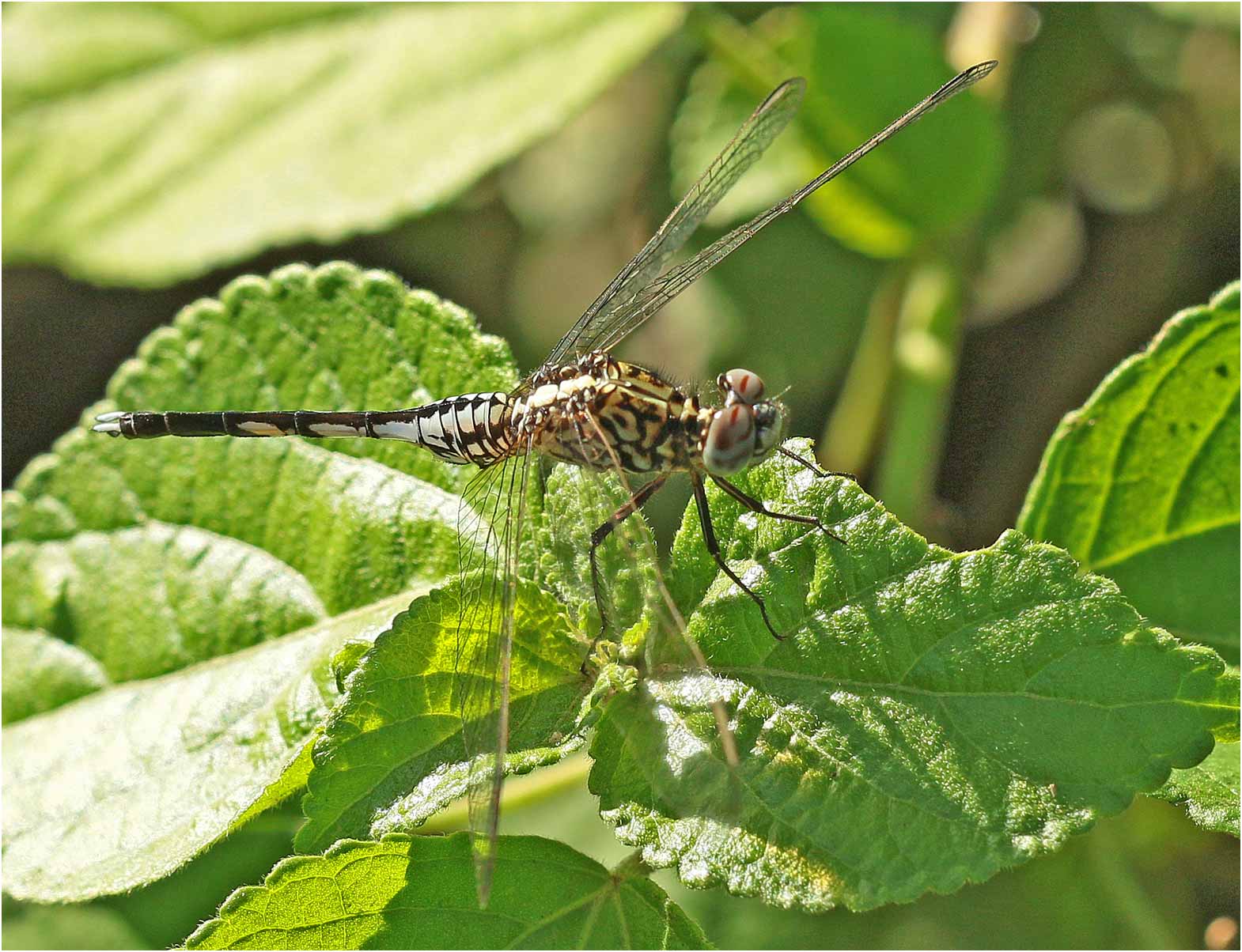 Acisoma variegatum mâle, Ethiopie, lac Abaya, 22/10/2018