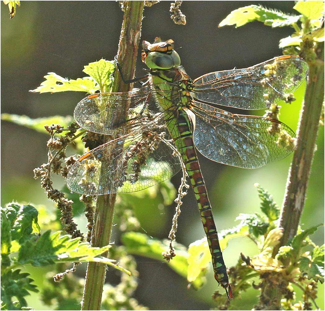 Aeshna affinis femelle, Parc du confluent, Portet sur Garonne (France - 31), 19/07/2019