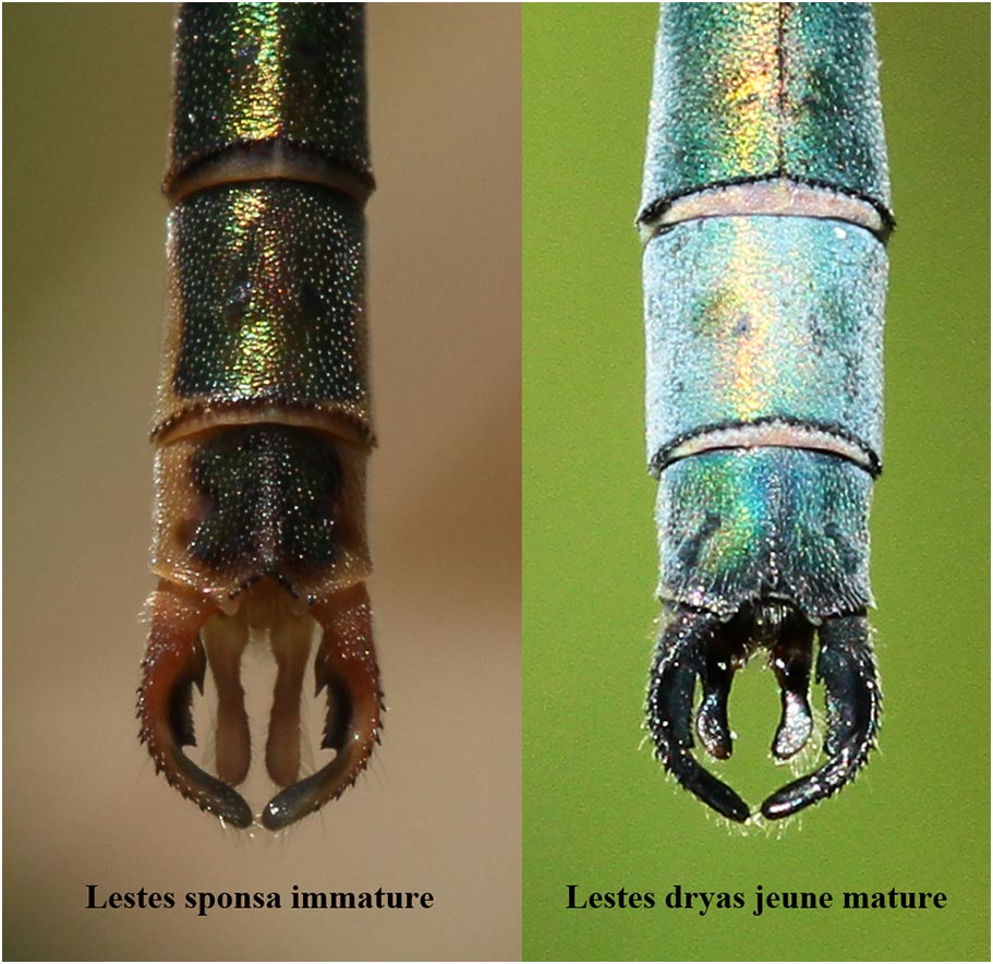 Comparaison des appendices anaux de Lestes sponsa et Lestes dryas