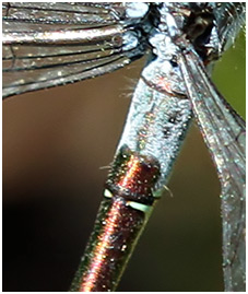 L. dryas, 2° segment abdominal