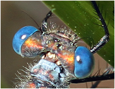 Lestes dryas et ses yeux bleu céramique.