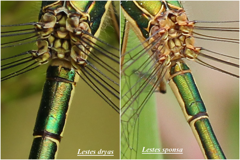 Comparaison premier segment abdominal L. dryas vs L. sponsa