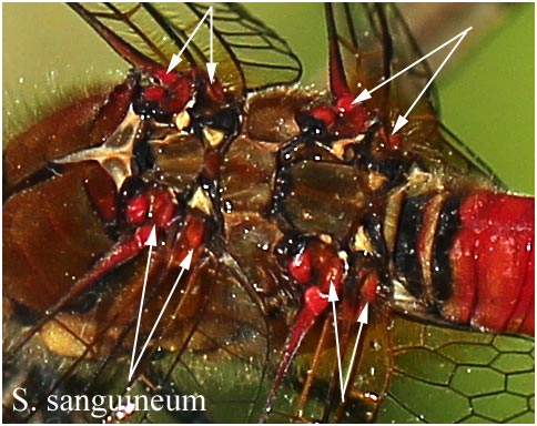 Sympetrum sanguineu mâle, coloration implantations alaires, le Fuilet (FRance - 49), 01/07/2012