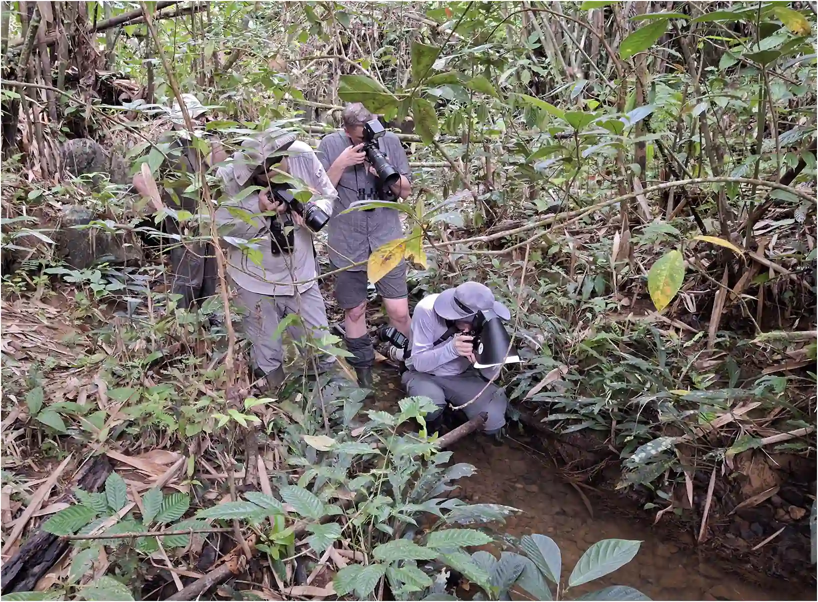 Sarawak, Bung Ngiraja, biotope Prodasineura haematosoma, 26/03/2025