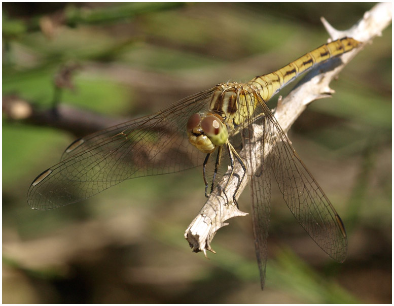 Sympetrum meridionale femelle