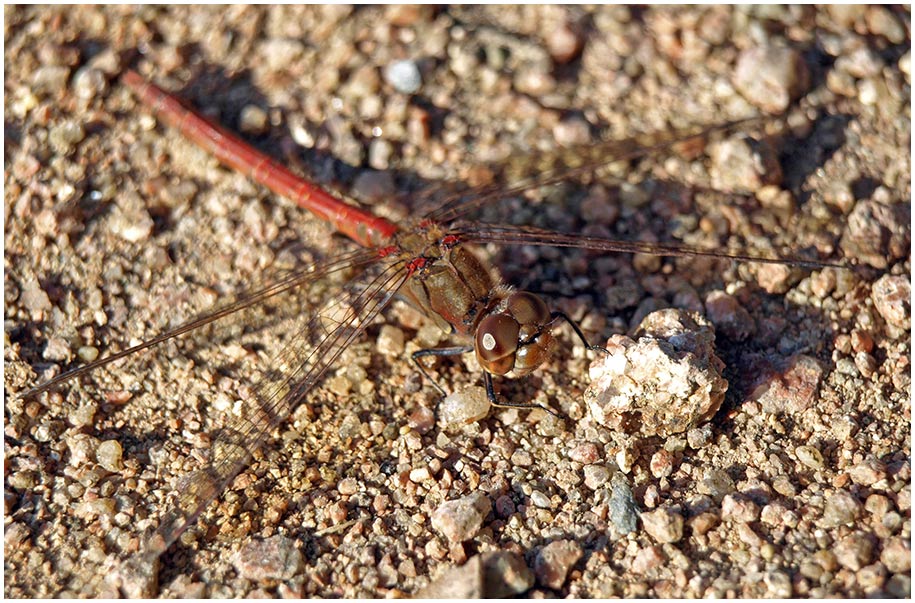 Sympetrum striolatum mâle