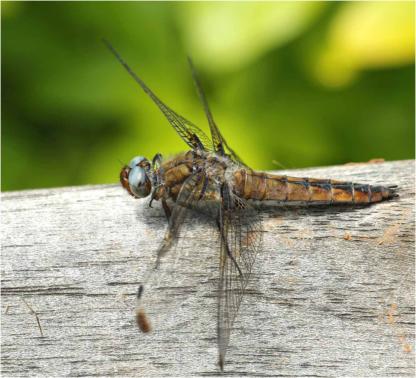 Libellula fulva femelle, Beaupréau en Mauges (France-49), 26/06/2012