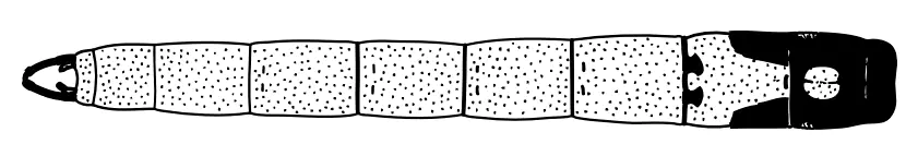 ADDO (Dijkstra K-D) Chlorocypha dispar