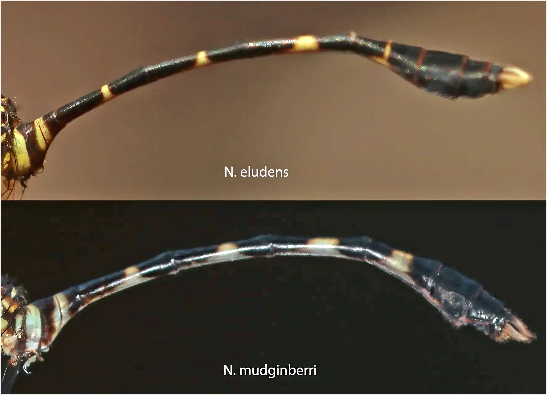 Comparaison des abdomen de Nannophlebia eludens et mudginberri