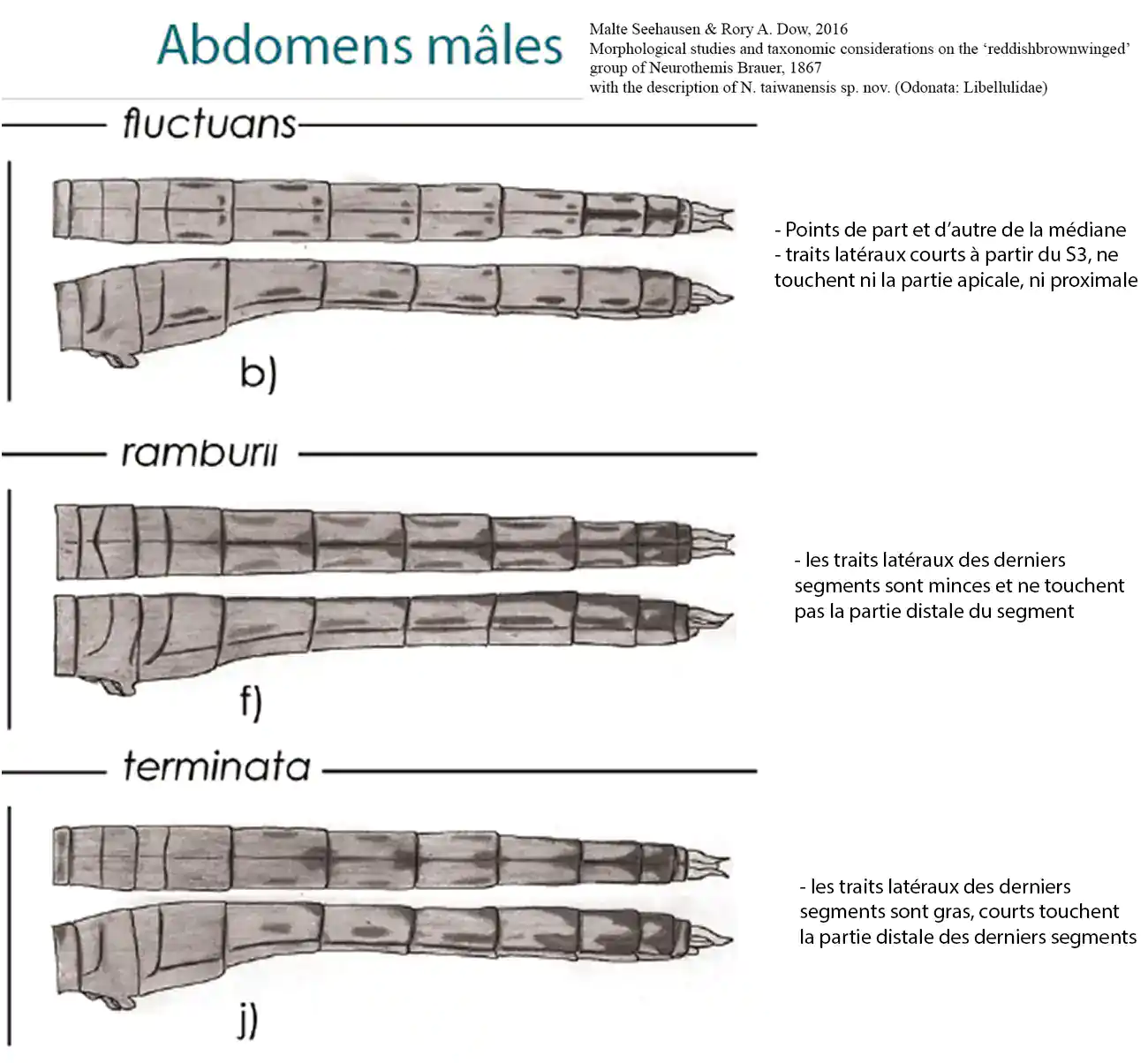 Abdomens des mâles (1)