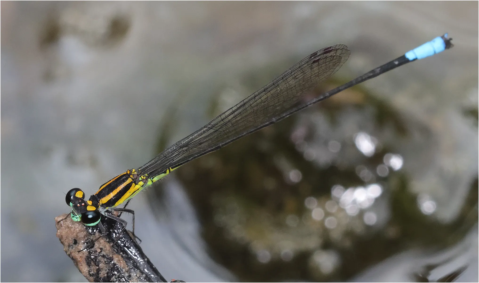 Acanthagrion phallicorne mâle, Pérou, Chino 16310,Cocha Trabix, 13/08/2023