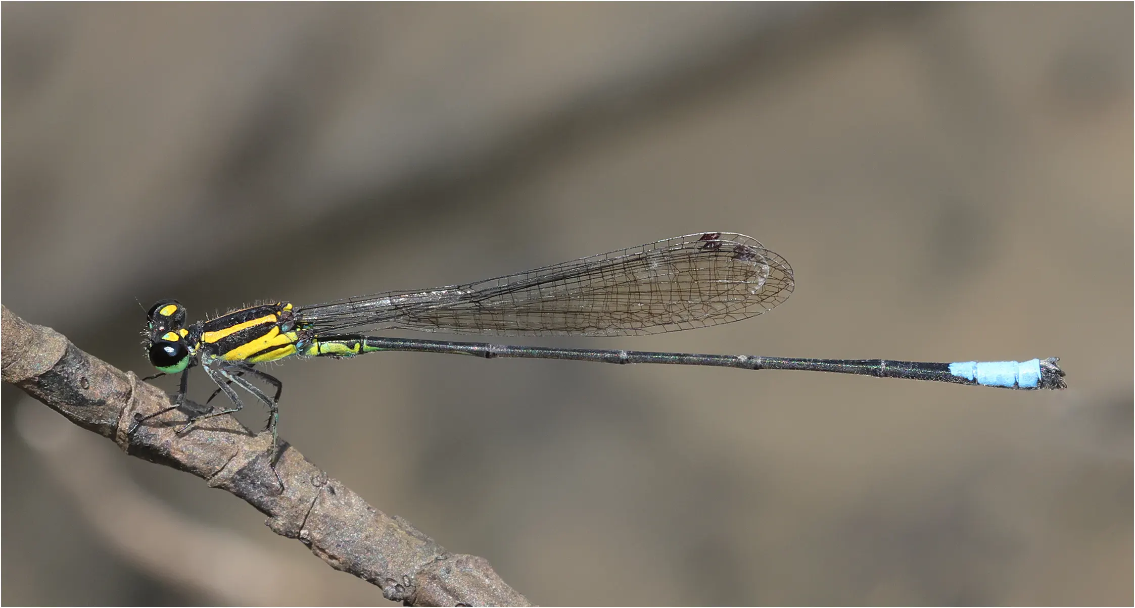 Acanthagrion phallicorne mâle, Pérou, Chino 16310,Tabano Lake, 21/08/2023