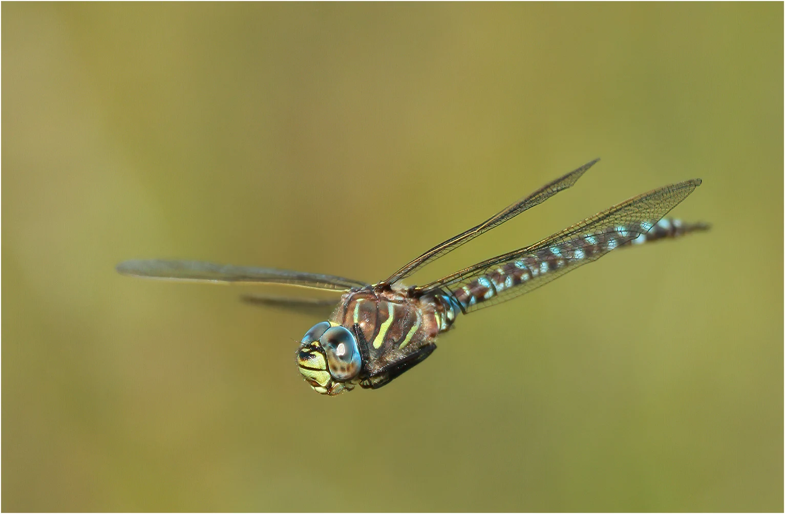 Aeshna juncea mâle, Suède, Pilijärvi, 22/07/2016