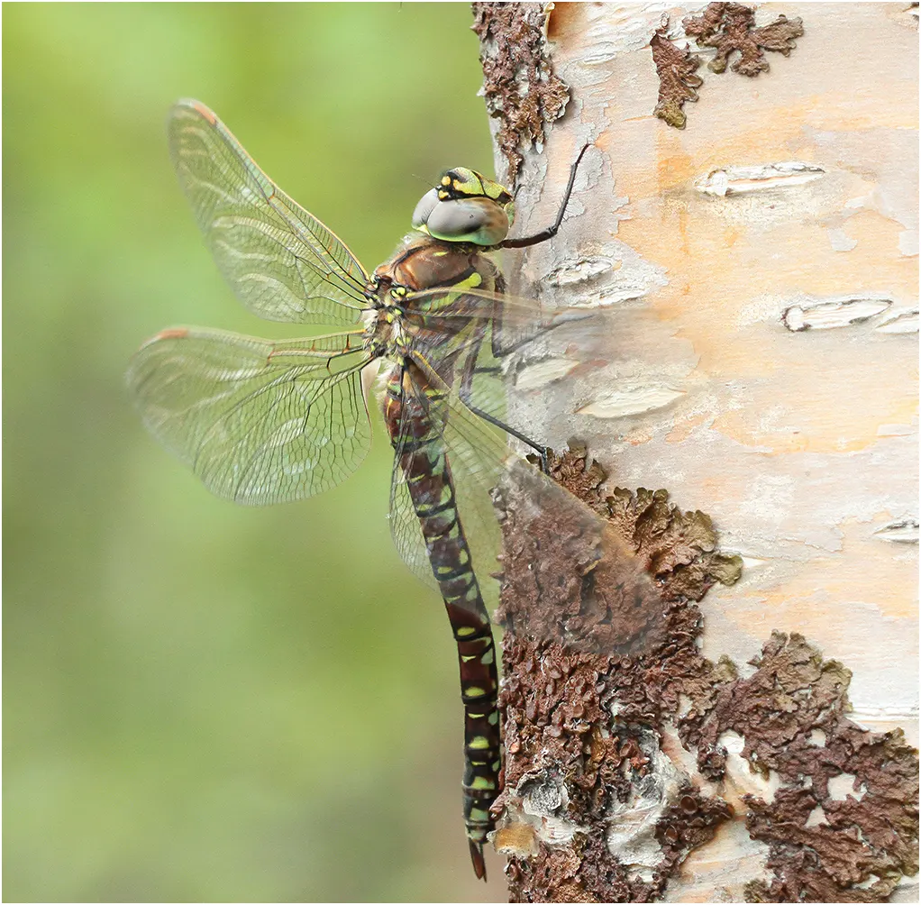 Aeshna juncea femelle, Suède, Karesuando, 21/07/2016