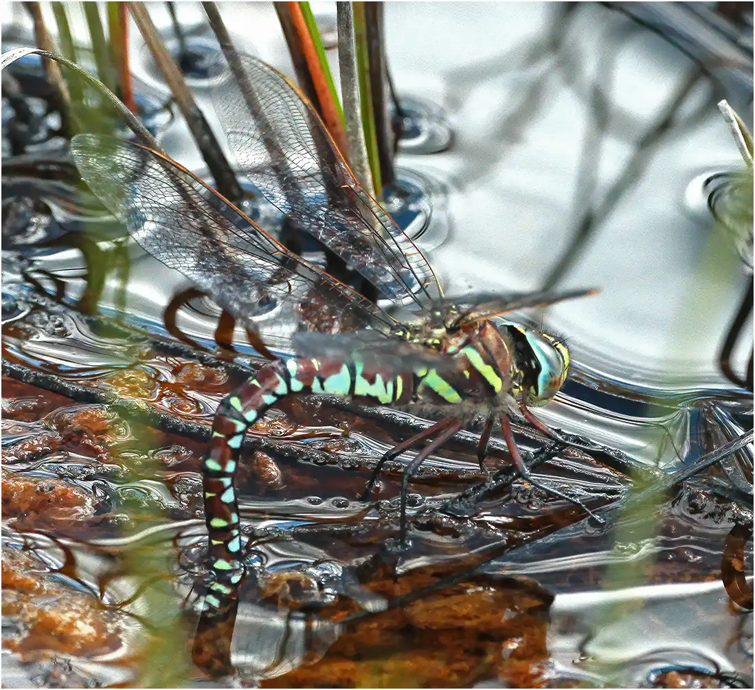 Aeshna juncea femelle en ponte, Suède, Piilijärvi, 21/07/2016