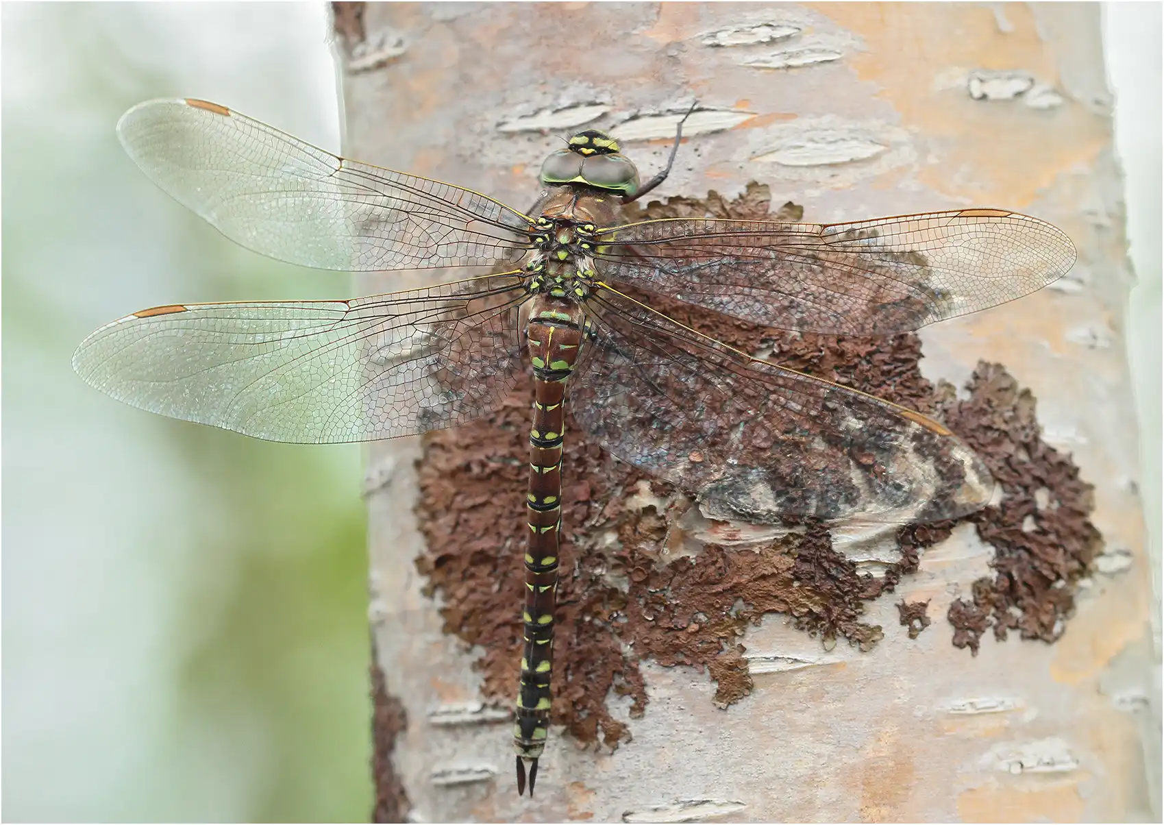Aeshna juncea femelle, Finlande, Karesuando, 18/07/2016