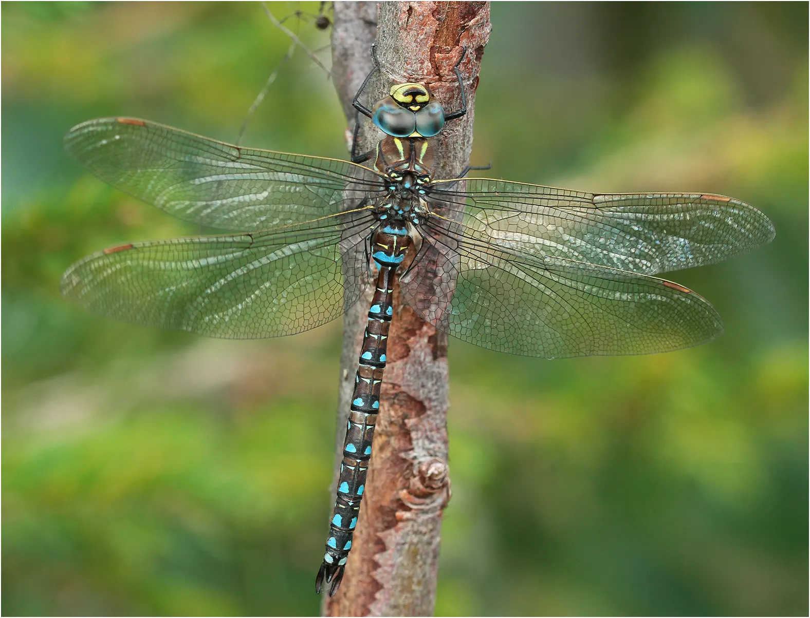 Aeshna juncea mâle, Suède, Pajala, 17/07/2016