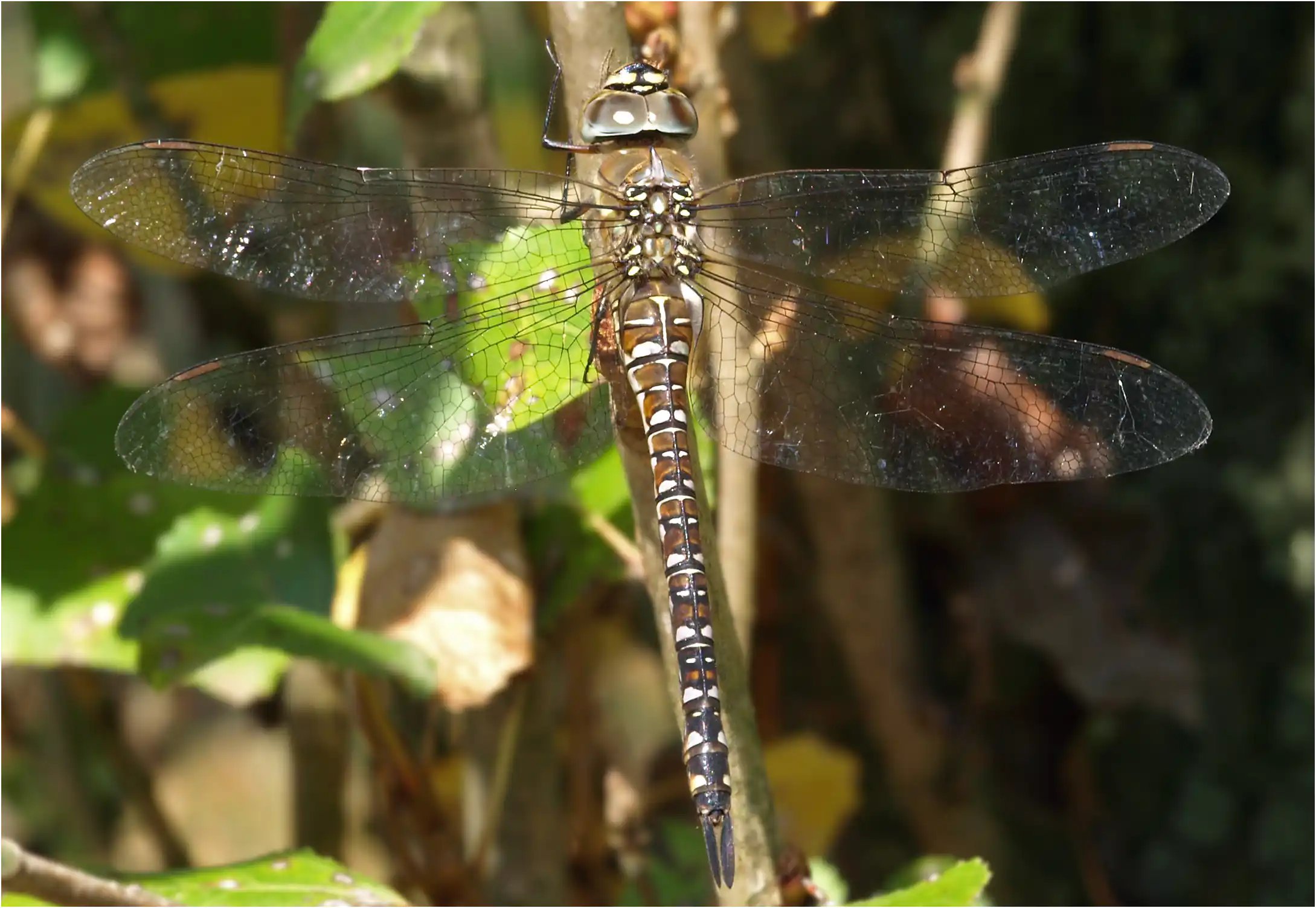 Aeshna mixta femelle, Beaupréau-en-Mauges (F-49), 27/08/2008