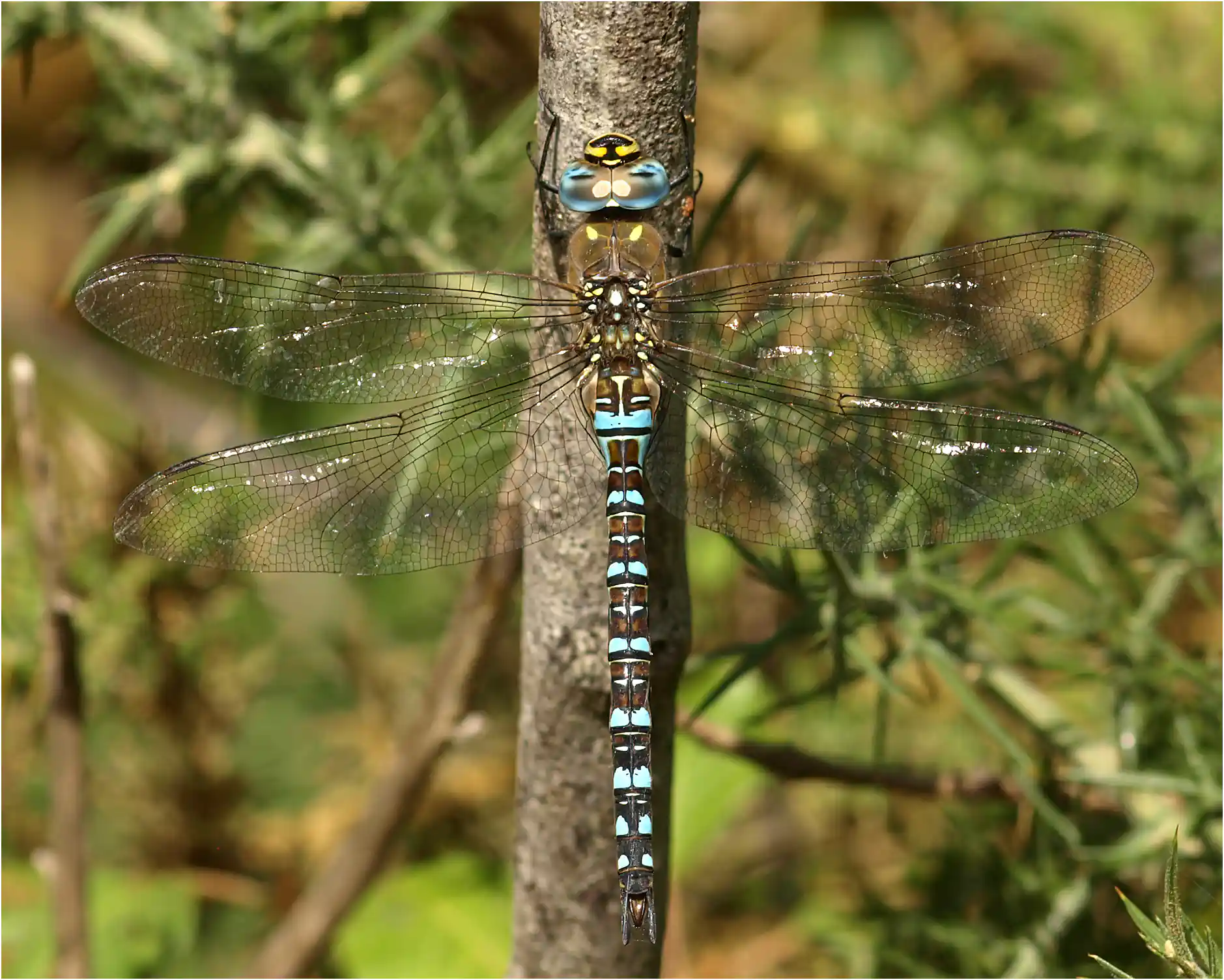 Aeshna mixta mâle, Jallais (F-49), 19/09/2010