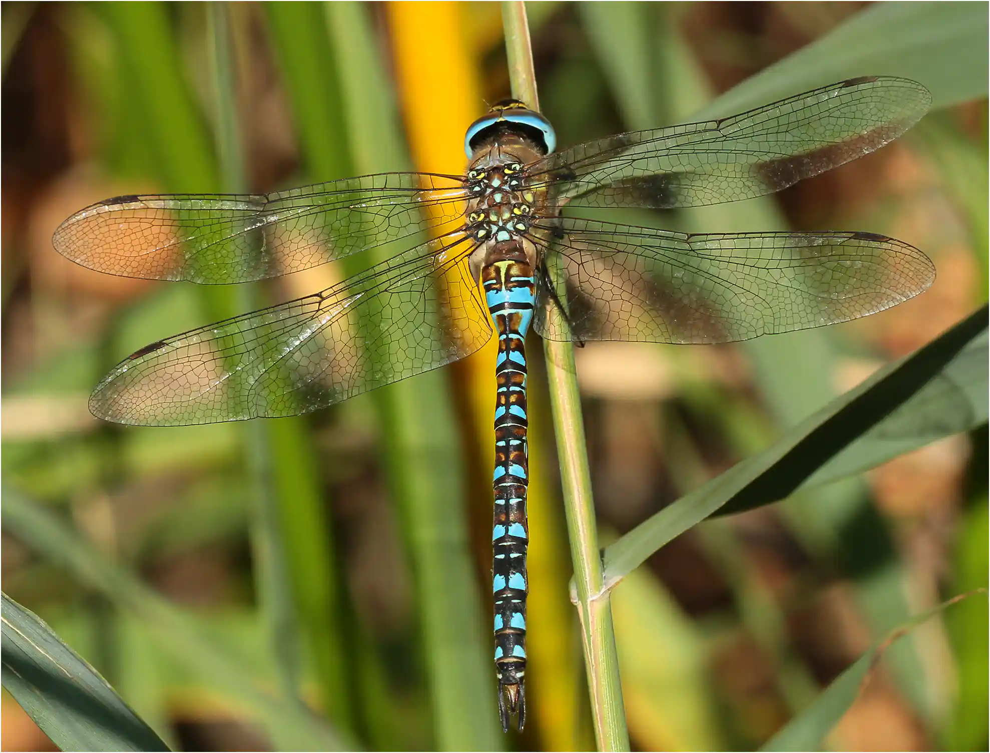 Aeshna mixta mâle, étang de Péronne (F-49), 20/09/2015