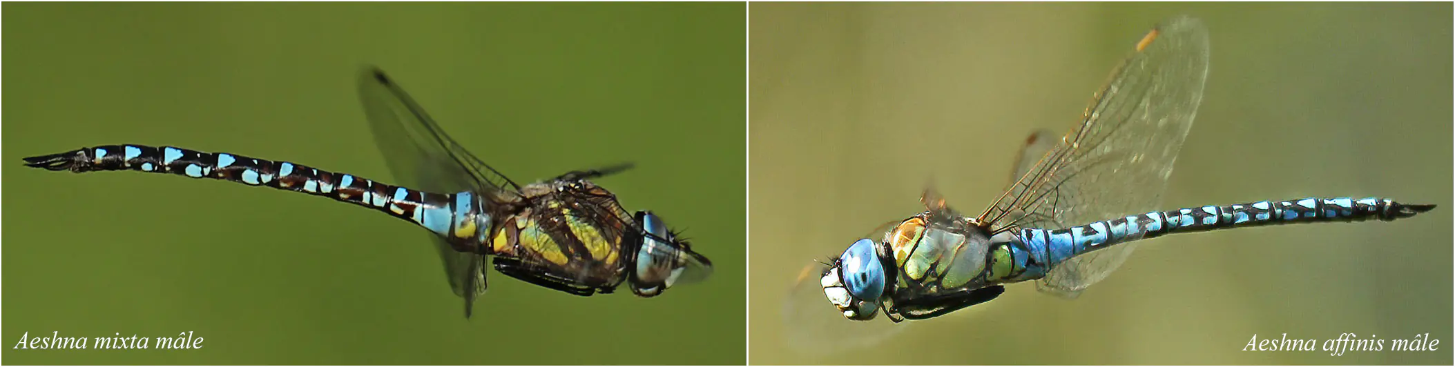 Aeshna mixta vs Aeshna affinis