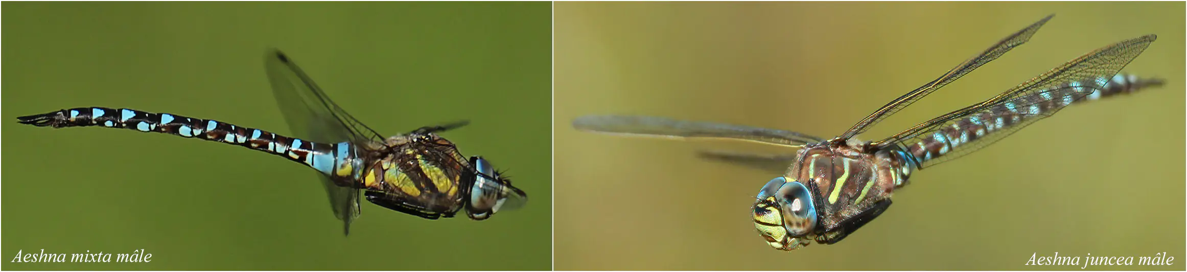 Aeshna mixta ♂ vs Aeshna juncea ♂