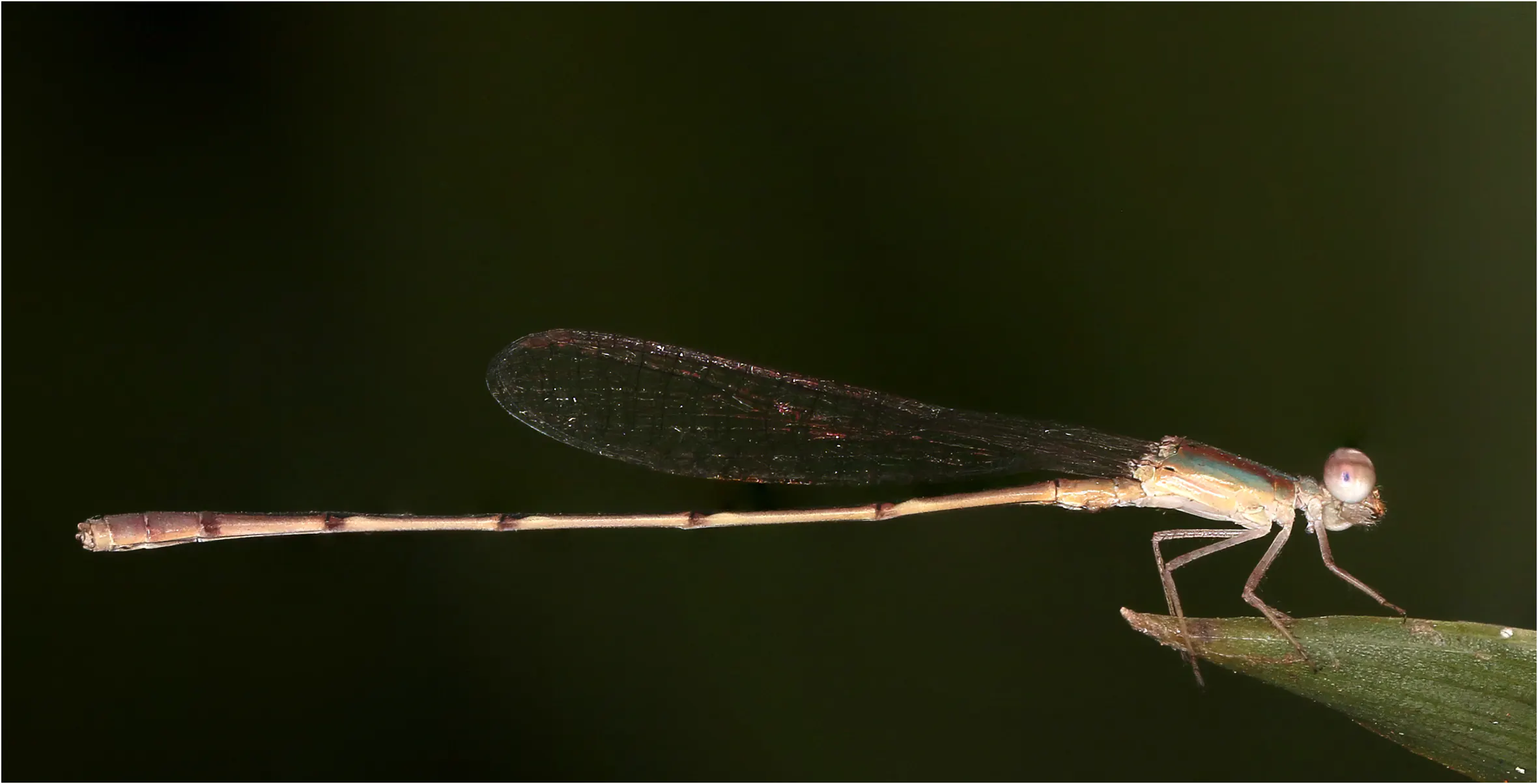 Africallagma subtile mâle, Ghana, Bobiri Forest Reserve, 22/01/2026