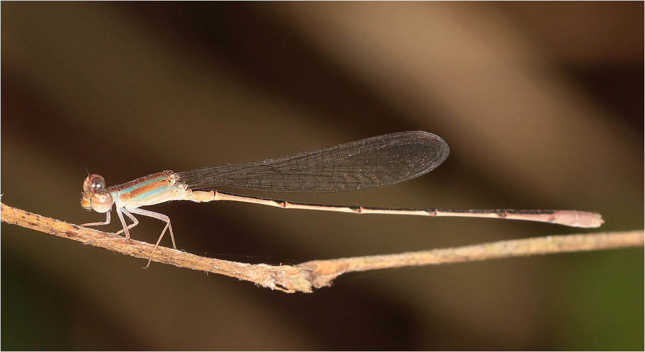 Africallagma subtile mâle, Ghana, Bobiri Forest Reserve, 22/01/2026