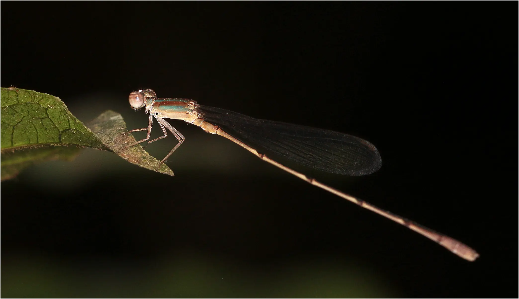 Fragile bluet male, Ghana, Bobiri Forest Reserve, 22/01/2026
