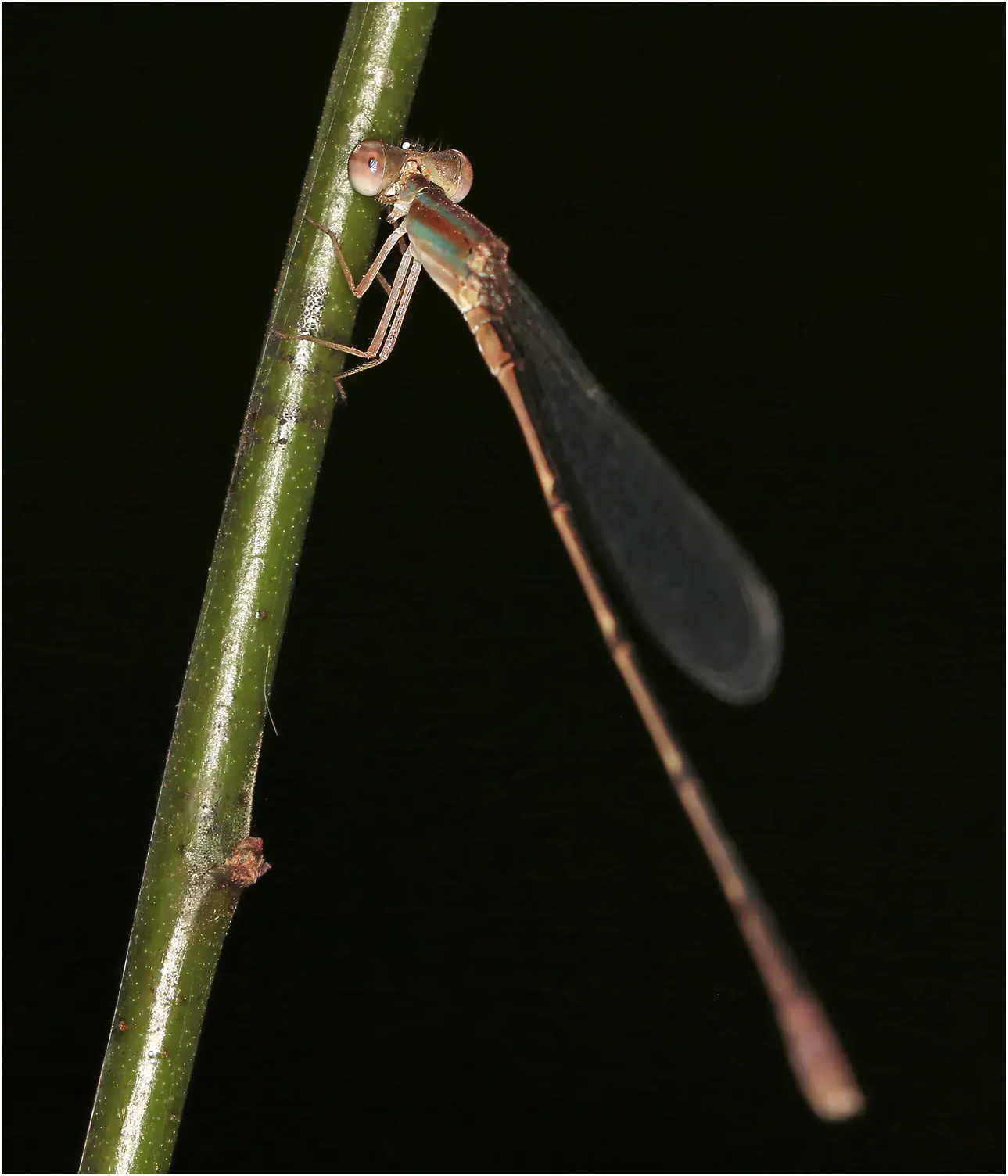 Fragile bluet male, Ghana, Bobiri Forest Reserve, 22/01/2026