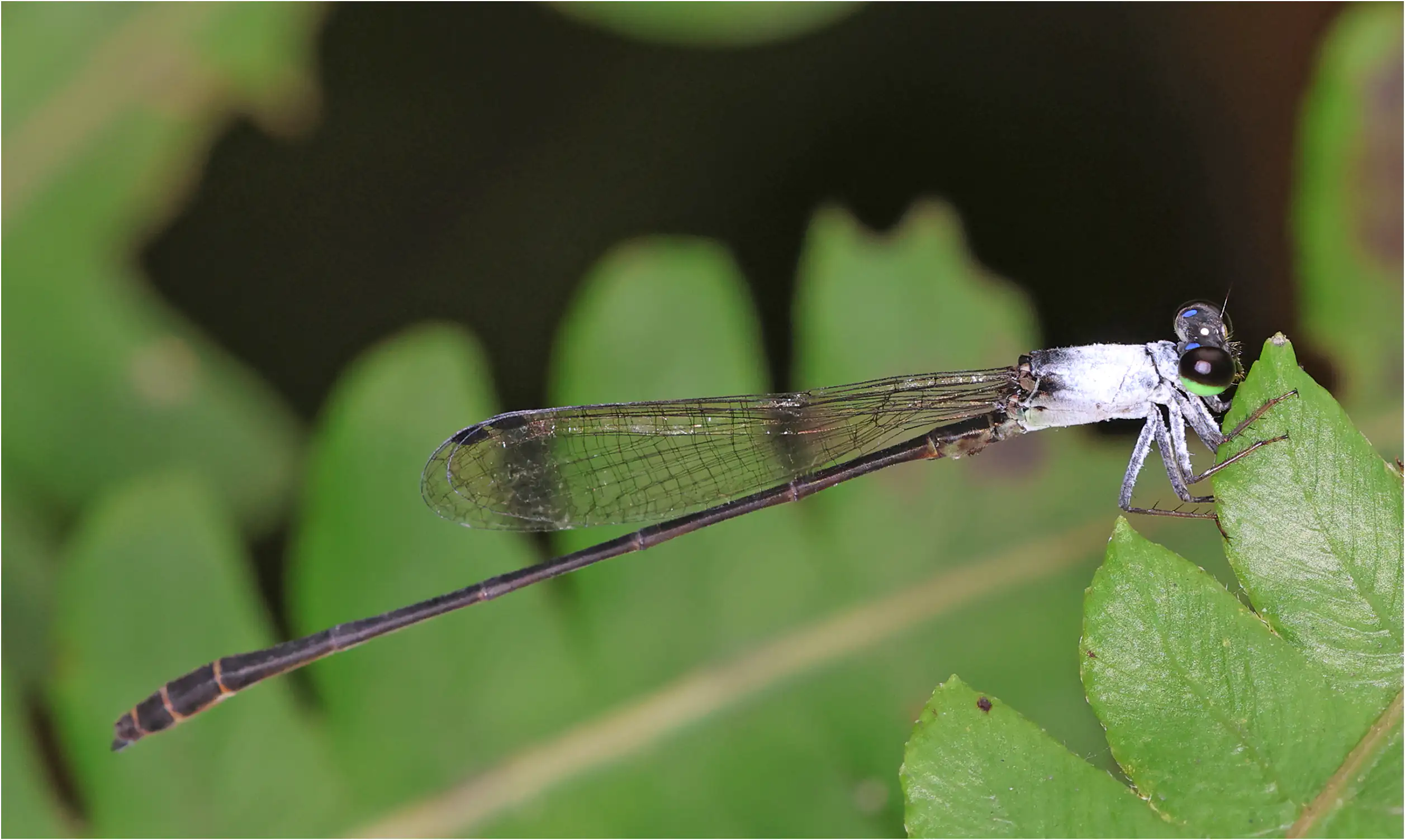 Forest wisp male, Ghana, Kakum National Park, 14/01/2026