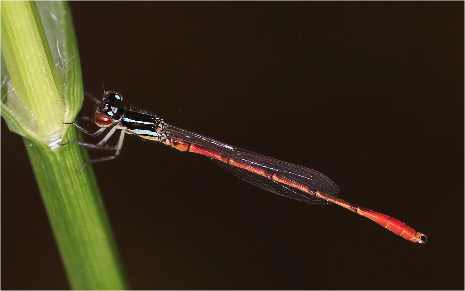 Agriocnemis victoria mâle, Ghana, Jomoro, 19/01/2026