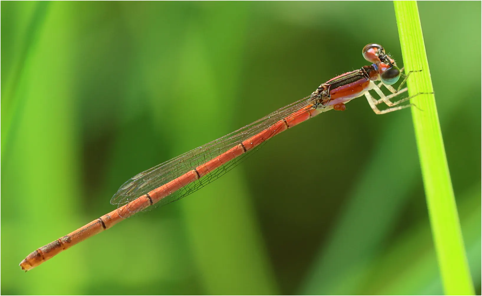 Agriocnemis zerafica femelle, Ghana, Sakumono lagoon, 12/01/2026