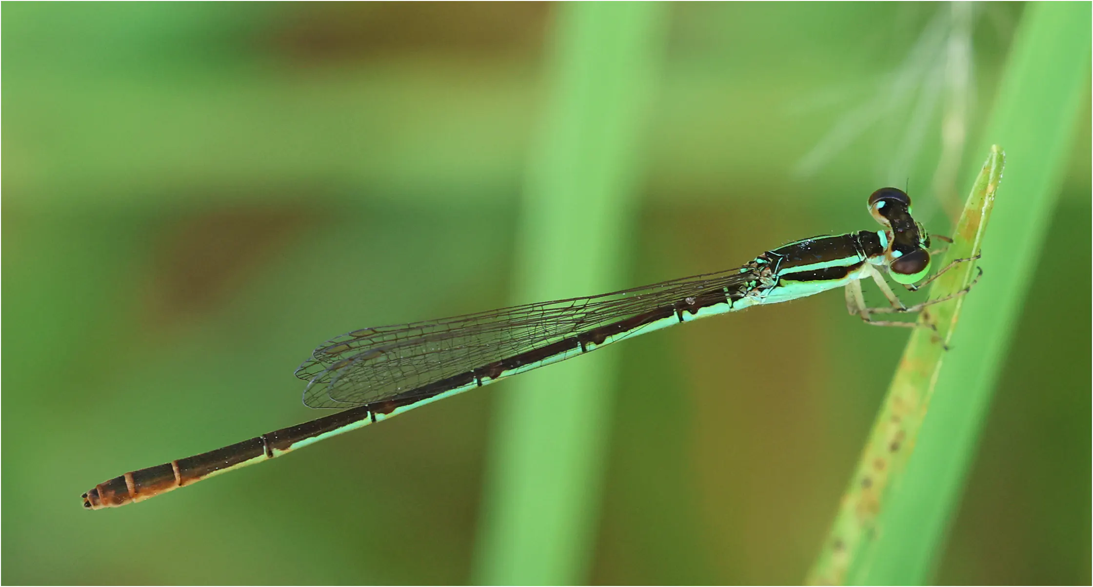 Agriocnemis zerafica femelle, Ghana, Sakumono lagoon, 12/01/2026