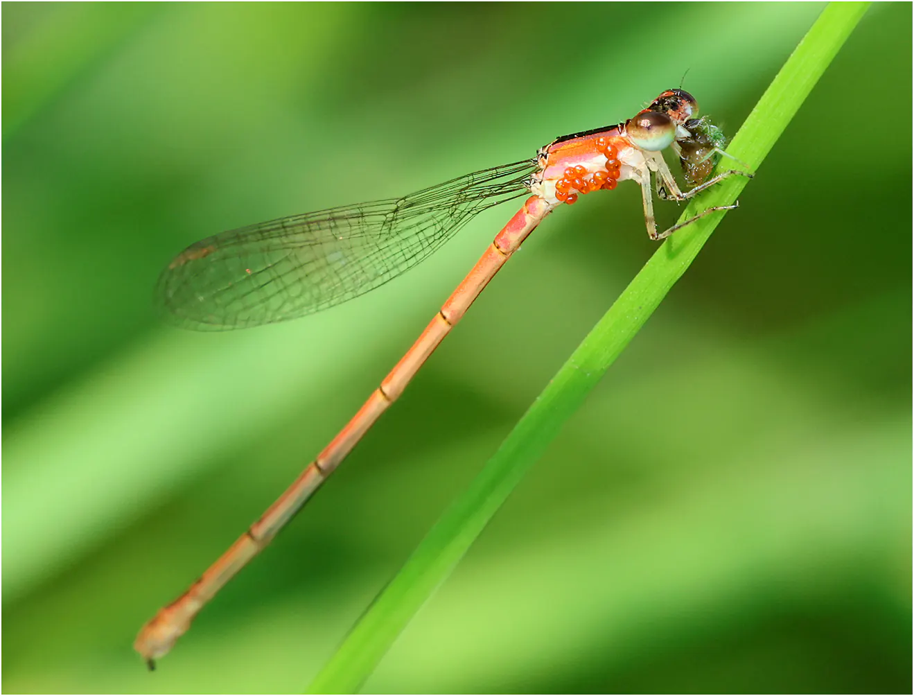 Agriocnemis zerafica femelle, Ghana, Sakumono lagoon, 12/01/2026